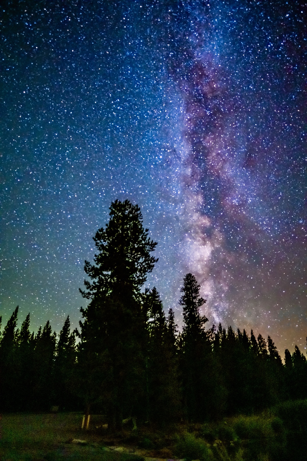Vertical Milky Way over a silhouetted stand of pine trees
