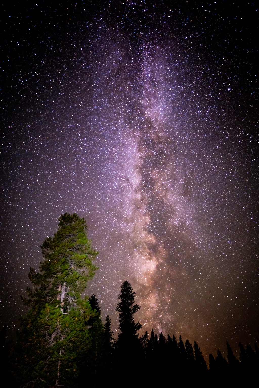 Galactic core rising beyond illuminated pine trees
