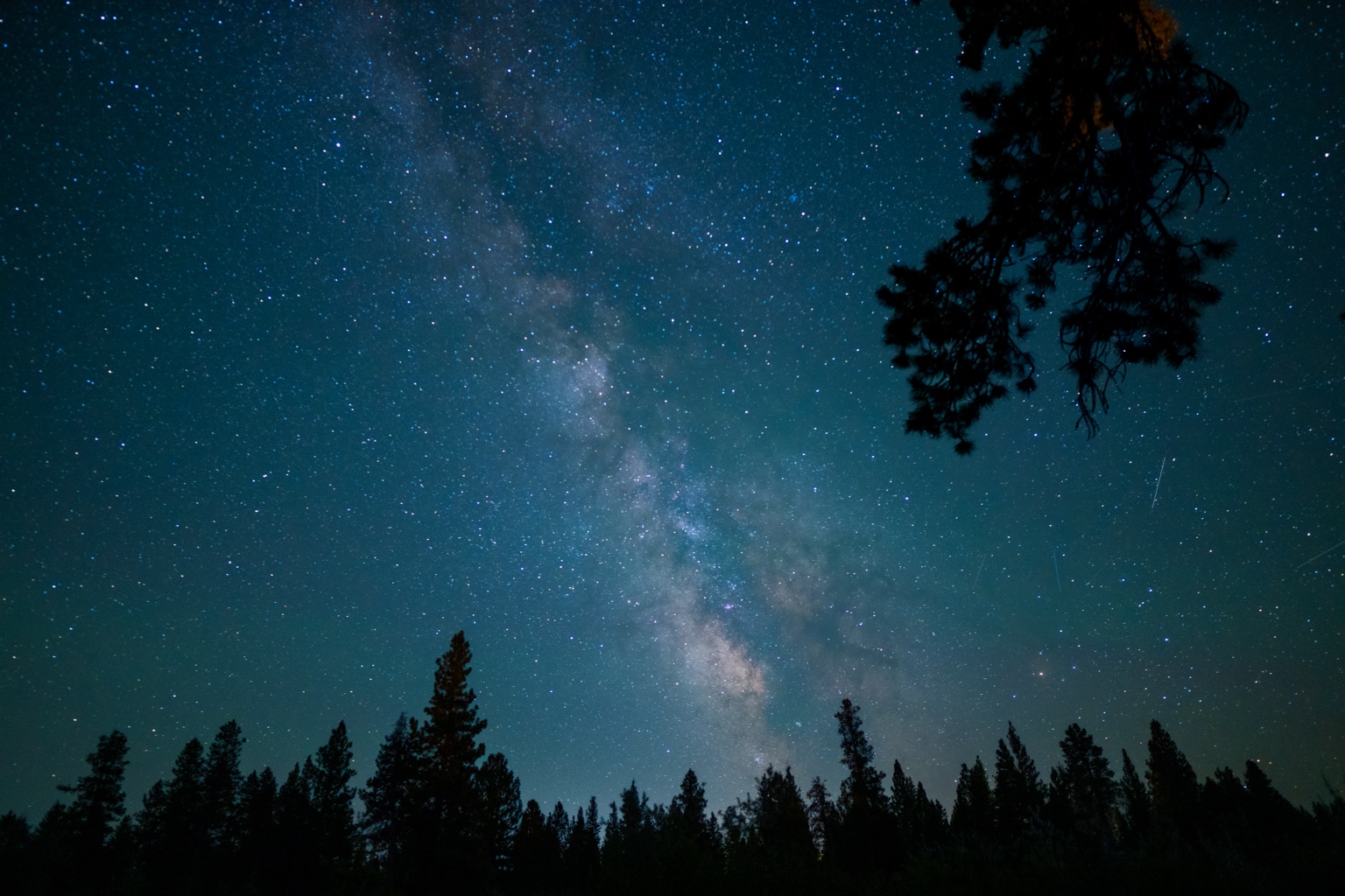 The Milky Way above a dark pine forest