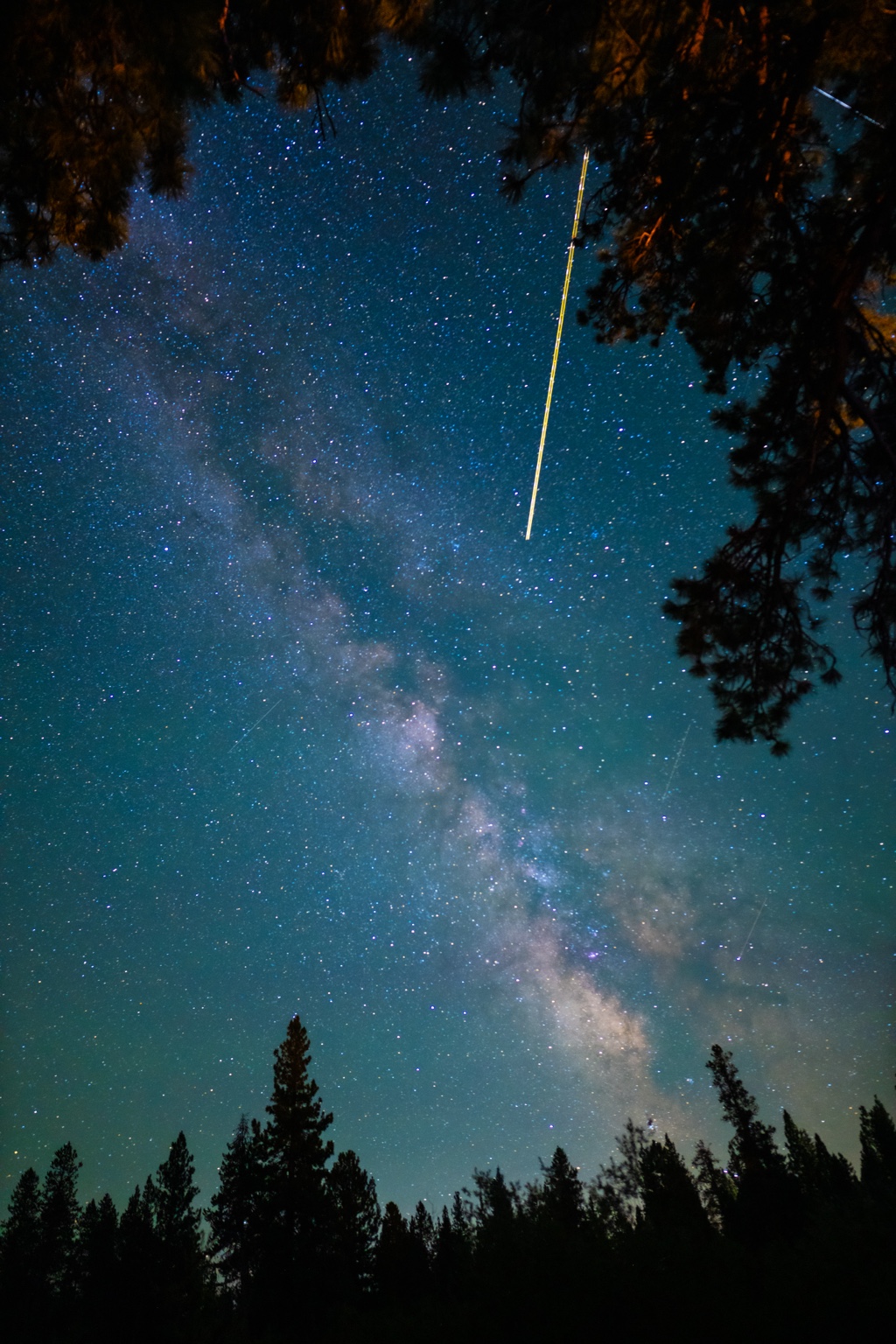 A meteor streaks past the Milky Way above pine silhouettes
