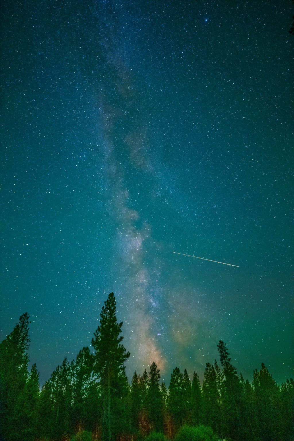 A shooting star beside the Milky Way over pine trees